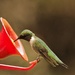 Ruby- throated Hummingbird  by radiogirl
