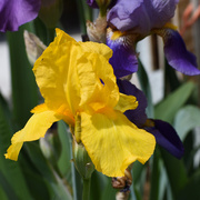 28th May 2020 - Yellow Iris