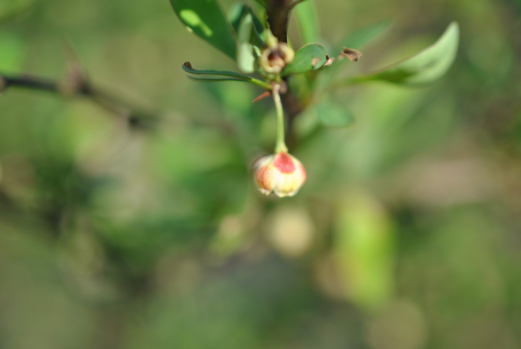Day 143:  Japanese Bayberry... by jeanniec57