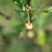 Day 143:  Japanese Bayberry... by jeanniec57