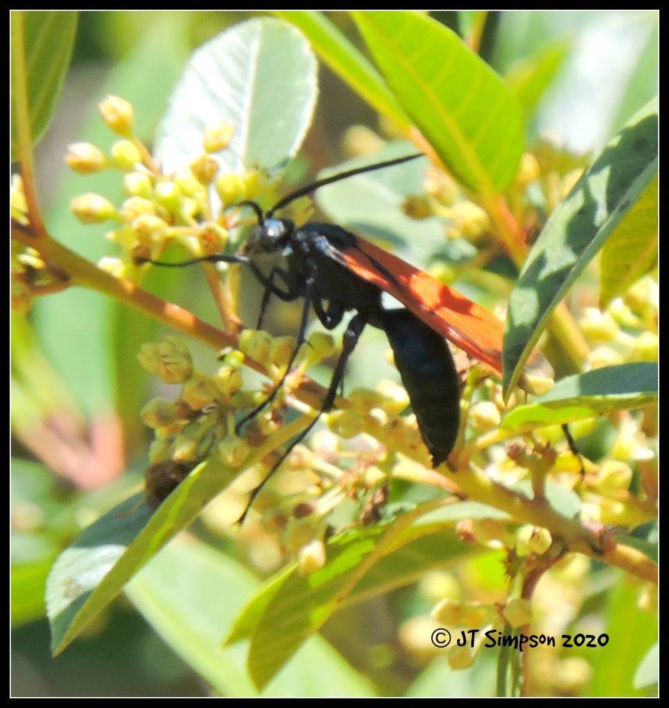 Tarantula Hawk Wasp... by soylentgreenpics