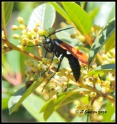 28th May 2020 - Tarantula Hawk Wasp...