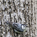 White-Breasted Nuthatch by timerskine