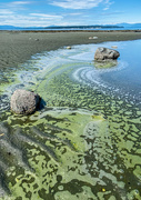 28th May 2020 - Algae???