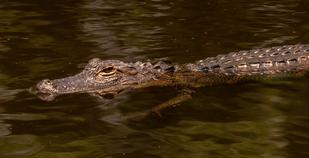 Alligator in the Lake! by rickster549