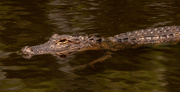 28th May 2020 - Alligator in the Lake!