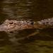 Alligator in the Lake! by rickster549