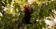 28th May 2020 - Pileated Woodpecker Going After the Berries!