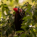 Pileated Woodpecker Going After the Berries! by rickster549