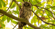 28th May 2020 - Found One of the Barred Owls Today!