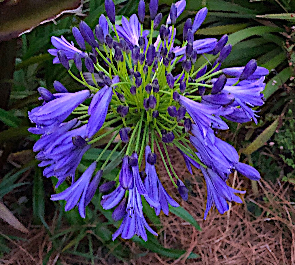 Nile Blue Lily (Agapanthus) by congaree