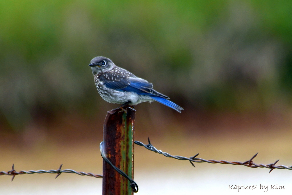 Be Like the Bluebird by genealogygenie