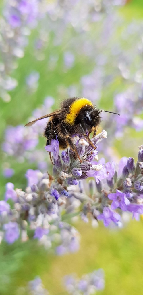 Bee & Flower by janetr