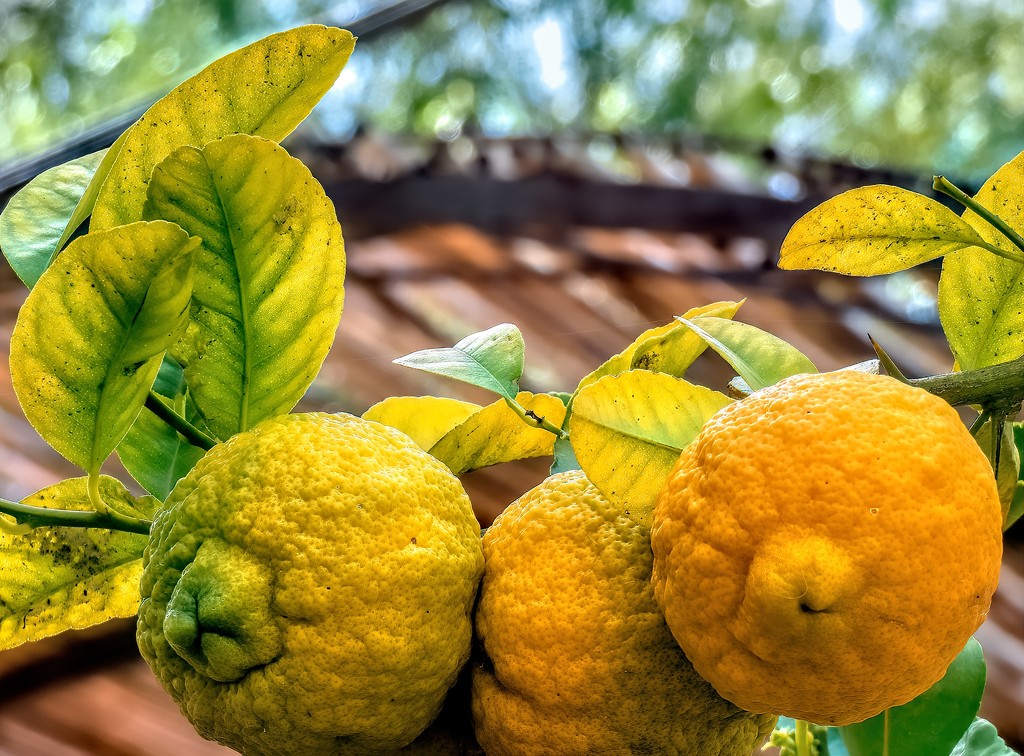 Rough skinned Lemons by ludwigsdiana