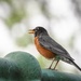 Robin Sings Happily from the Rooftop by jyokota