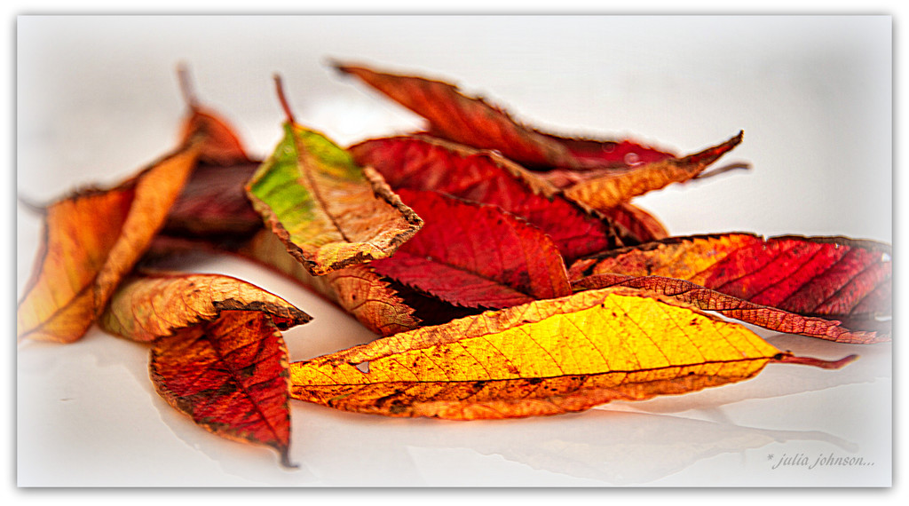 Colours of Autumn.. by julzmaioro