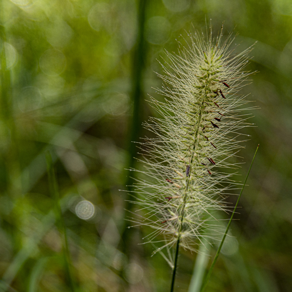 swamp foxtail - no surprise by koalagardens