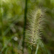 28th May 2020 - swamp foxtail - no surprise