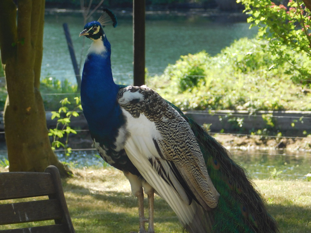 Peacock - again! by 365anne