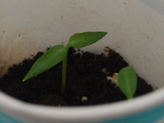 29th May 2020 - from seed to plant