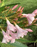 29th May 2020 - Petite pink Oleanders