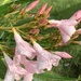 Petite pink Oleanders by louannwarren