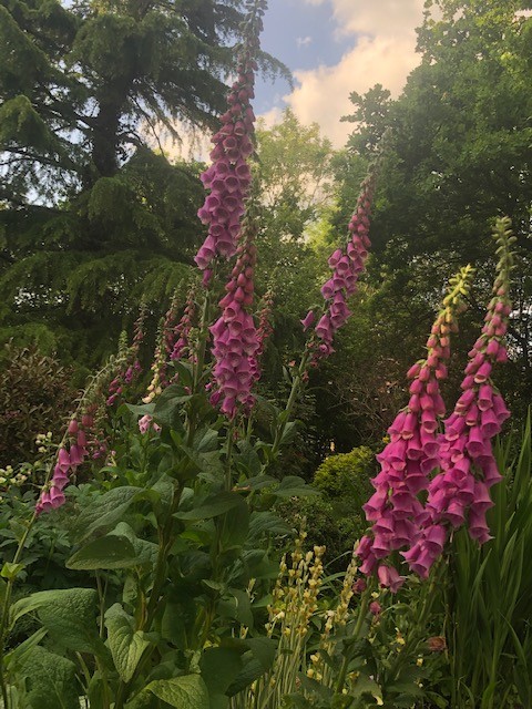 Fabulous foxgloves by nicolaeastwood