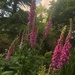 Fabulous foxgloves by nicolaeastwood