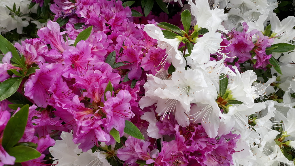 More Rhododendrons by julie