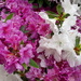 More Rhododendrons by julie