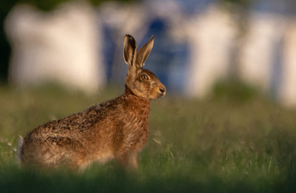 Another Hare encounter. by stevejacob