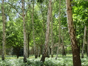 26th May 2020 - Silver Birches