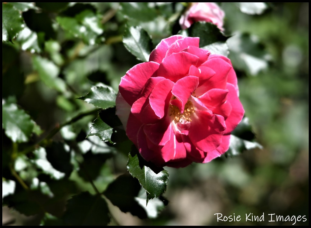 RK3_7216 One of my favourite roses by rosiekind