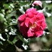 RK3_7216 One of my favourite roses by rosiekind