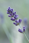29th May 2020 - Lavender