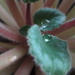 Water droplets on my African violets by bruni