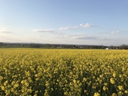 9th May 2020 - Field of Yellow 