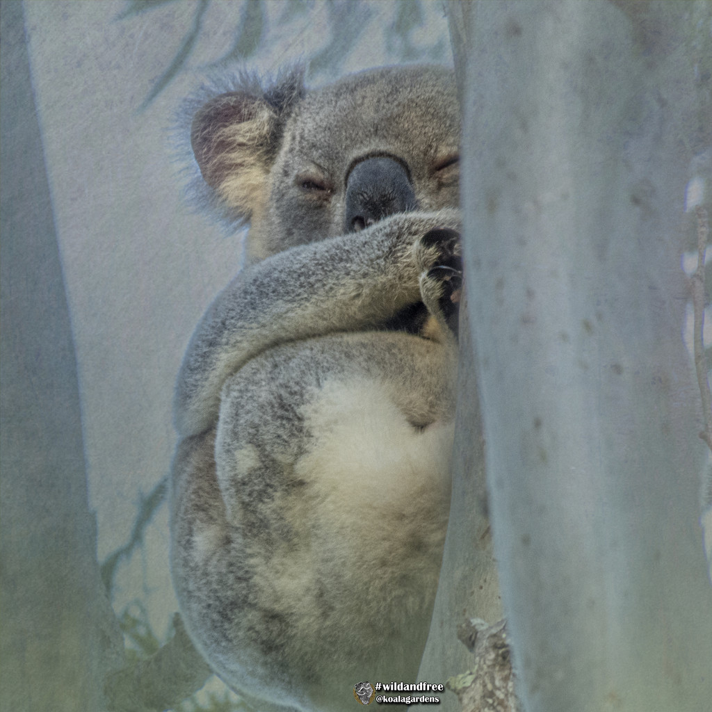I'll sleep til winter by koalagardens