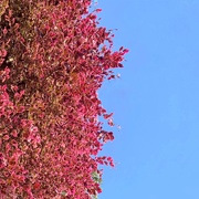 30th May 2020 - Half pink tree / half blue sky. 