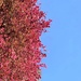 Half pink tree / half blue sky.  by cocobella