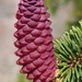 Pink pinecone? by jb030958