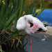 Flamingo Friday '20 14 by stray_shooter