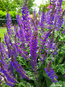 29th May 2020 - Lavender bush