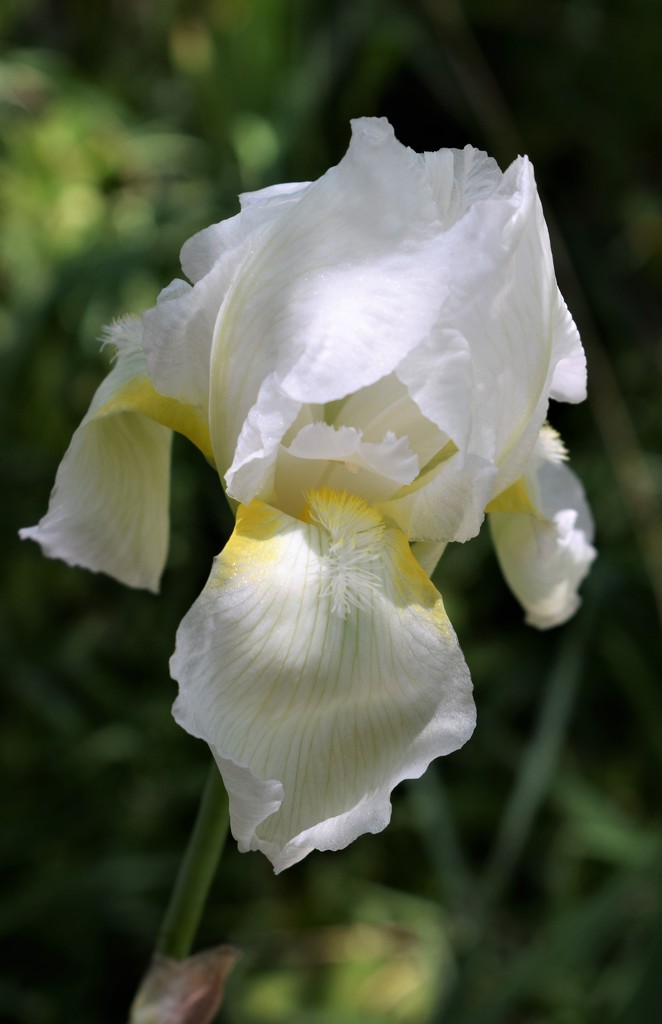 My White Iris bloomed by sandlily