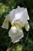 29th May 2020 - My White Iris bloomed