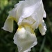 My White Iris bloomed by sandlily