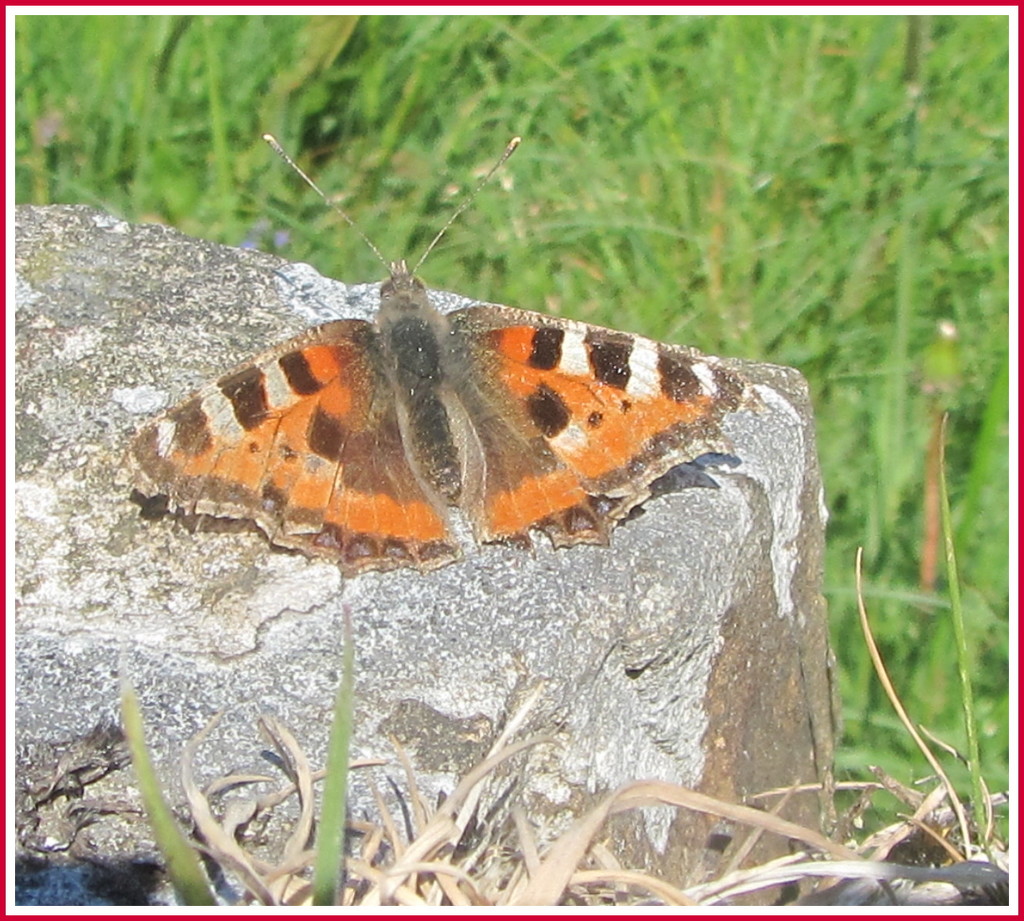 A small tortoiseshell butterfly. by grace55