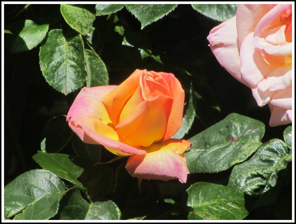 St. Charles Church garden Rose by grace55
