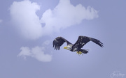 29th May 2020 - Young Adult Eagle Flying with Crab Dinner 