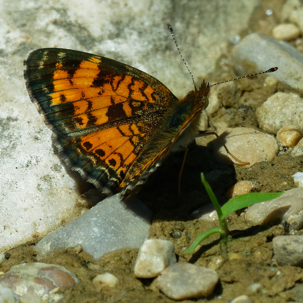 Northern crescent butterfly  by rminer